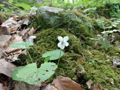 Viola renifolia