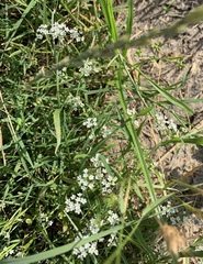 Limnosciadium pumilum