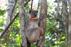 Lepilemur hubbardorum