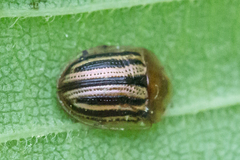 Agroiconota bivittata
