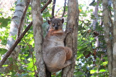 Lepilemur hubbardorum