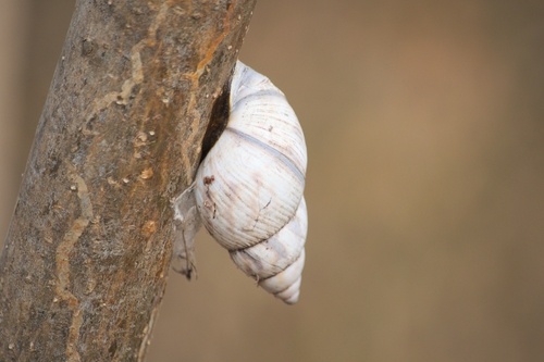 Mesembrinus hegewischi