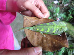 Tympanophyllum arcufolium