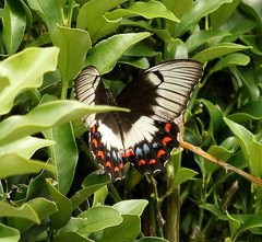 Papilio aegeus aegeus