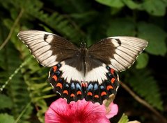 Papilio aegeus aegeus