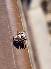 Metaphidippus