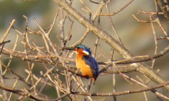 Corythornis vintsioides