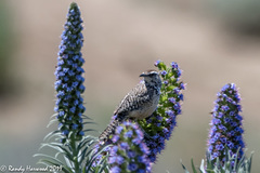 Campylorhynchus brunneicapillus sandiegensis