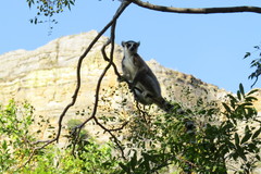 Lemur catta