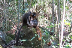 Eulemur rufifrons