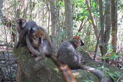 Eulemur rufifrons