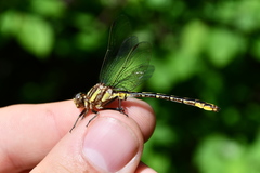 Phanogomphus exilis