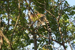 Lemur catta