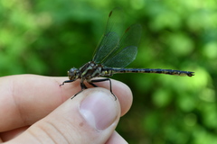 Phanogomphus spicatus