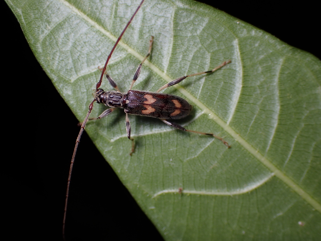 Araespor quinquepustulatus