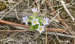 Gentiana squarrosa