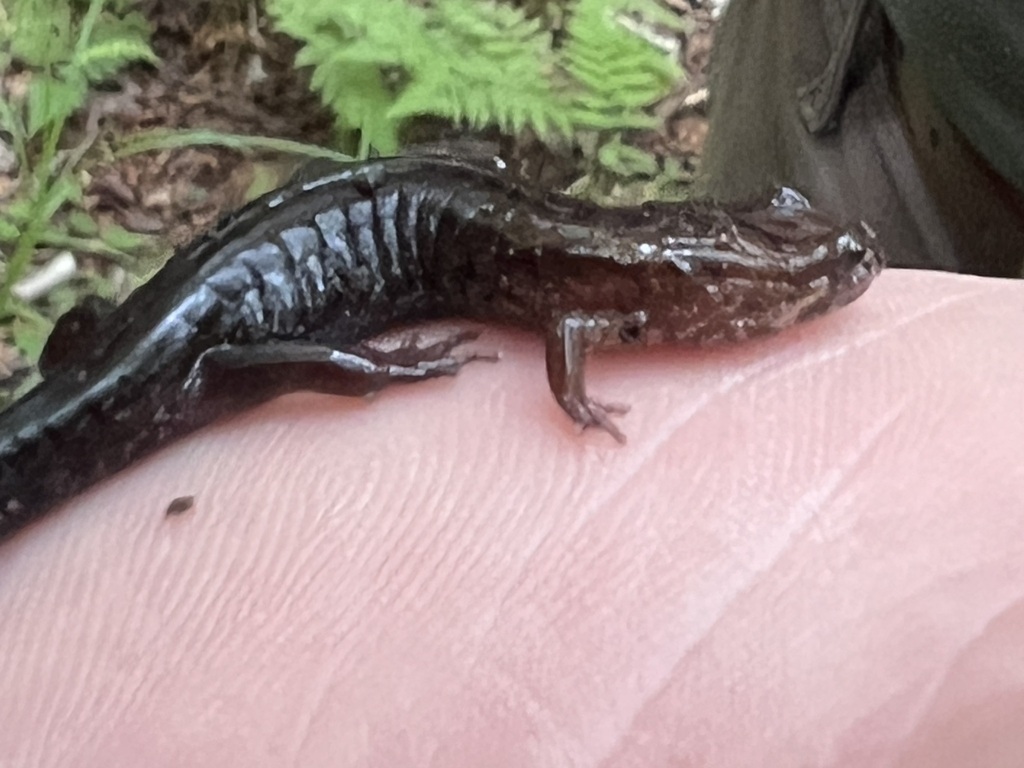 Allegheny Mountain Dusky Salamander from Pocahontas, West Virginia ...