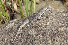 Oplurus cyclurus