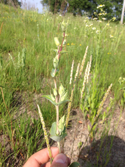 Penstemon grandiflorus
