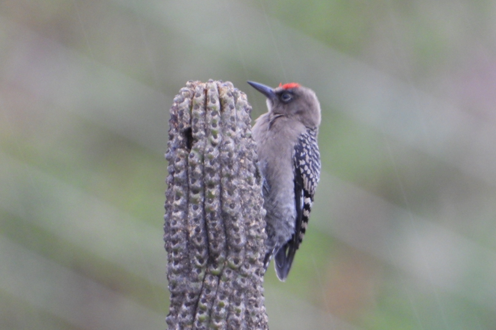 Grey-breasted Woodpecker illustration