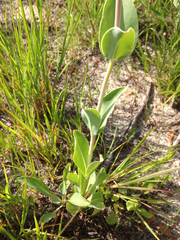 Penstemon grandiflorus