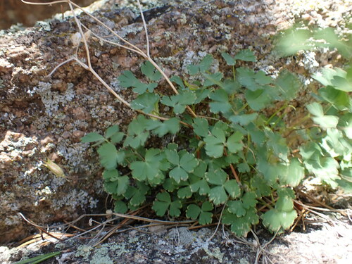 Image of Aquilegia laramiensis by (c) Jared Shorma, some rights reserved (CC BY)