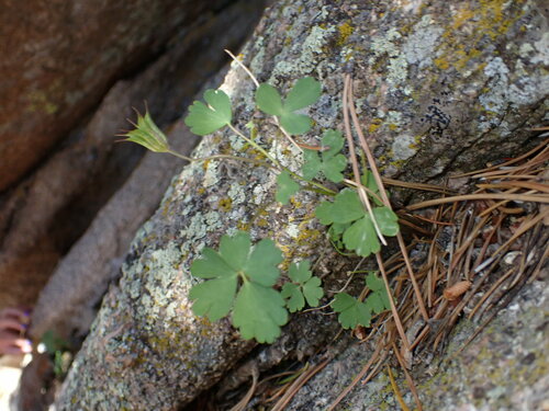 Image of Aquilegia laramiensis by (c) Jared Shorma, some rights reserved (CC BY)