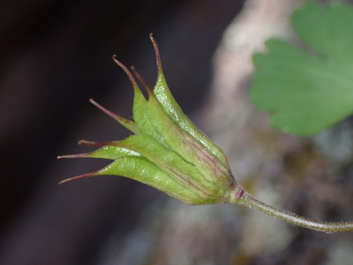 Image of Aquilegia laramiensis by (c) Jared Shorma, some rights reserved (CC BY)