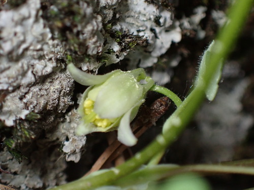 Image of Aquilegia laramiensis by (c) Jared Shorma, some rights reserved (CC BY)
