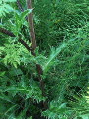 Cirsium andrewsii