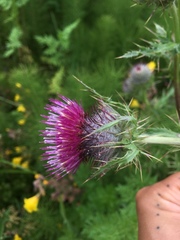Cirsium andrewsii