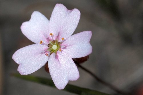 Drosera mannii