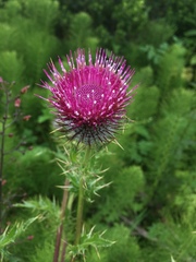 Cirsium andrewsii