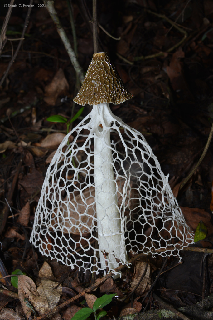 Phallus indusiatus · January 2024 · photo: © tomascarper (iNaturalist, cc-by)