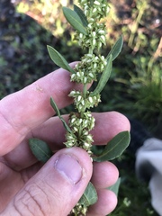 Rumex obovatus