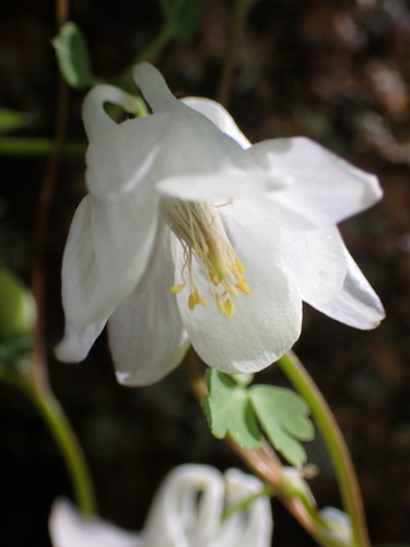 Image of Aquilegia laramiensis by (c) Jared Shorma, some rights reserved (CC BY)