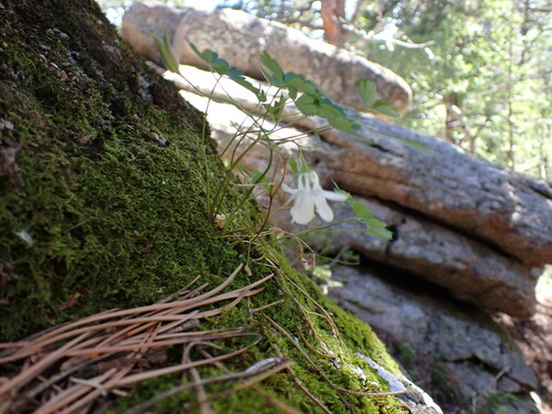 Image of Aquilegia laramiensis by (c) Jared Shorma, some rights reserved (CC BY)