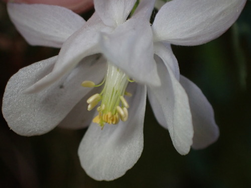 Image of Aquilegia laramiensis by (c) Jared Shorma, some rights reserved (CC BY)