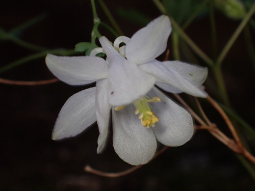 Image of Aquilegia laramiensis by (c) Jared Shorma, some rights reserved (CC BY)