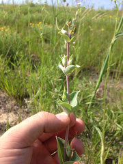 Penstemon grandiflorus