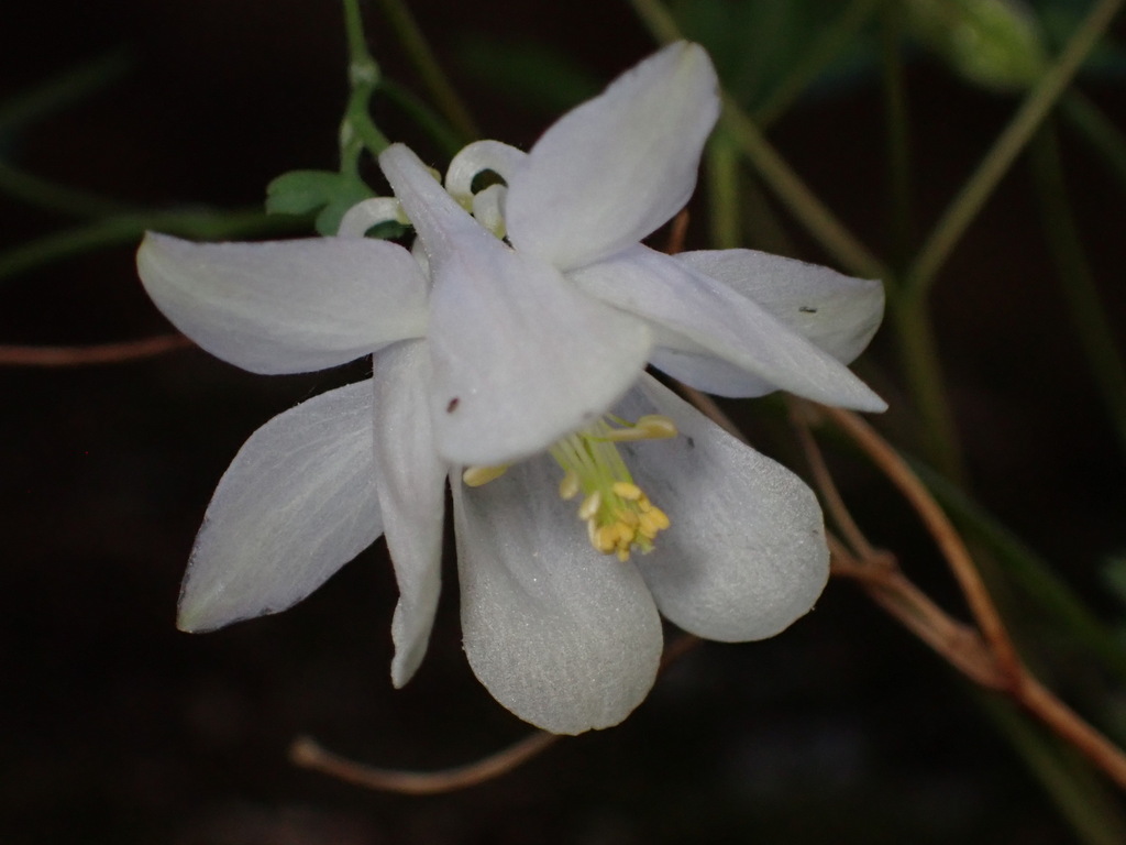Laramie columbine