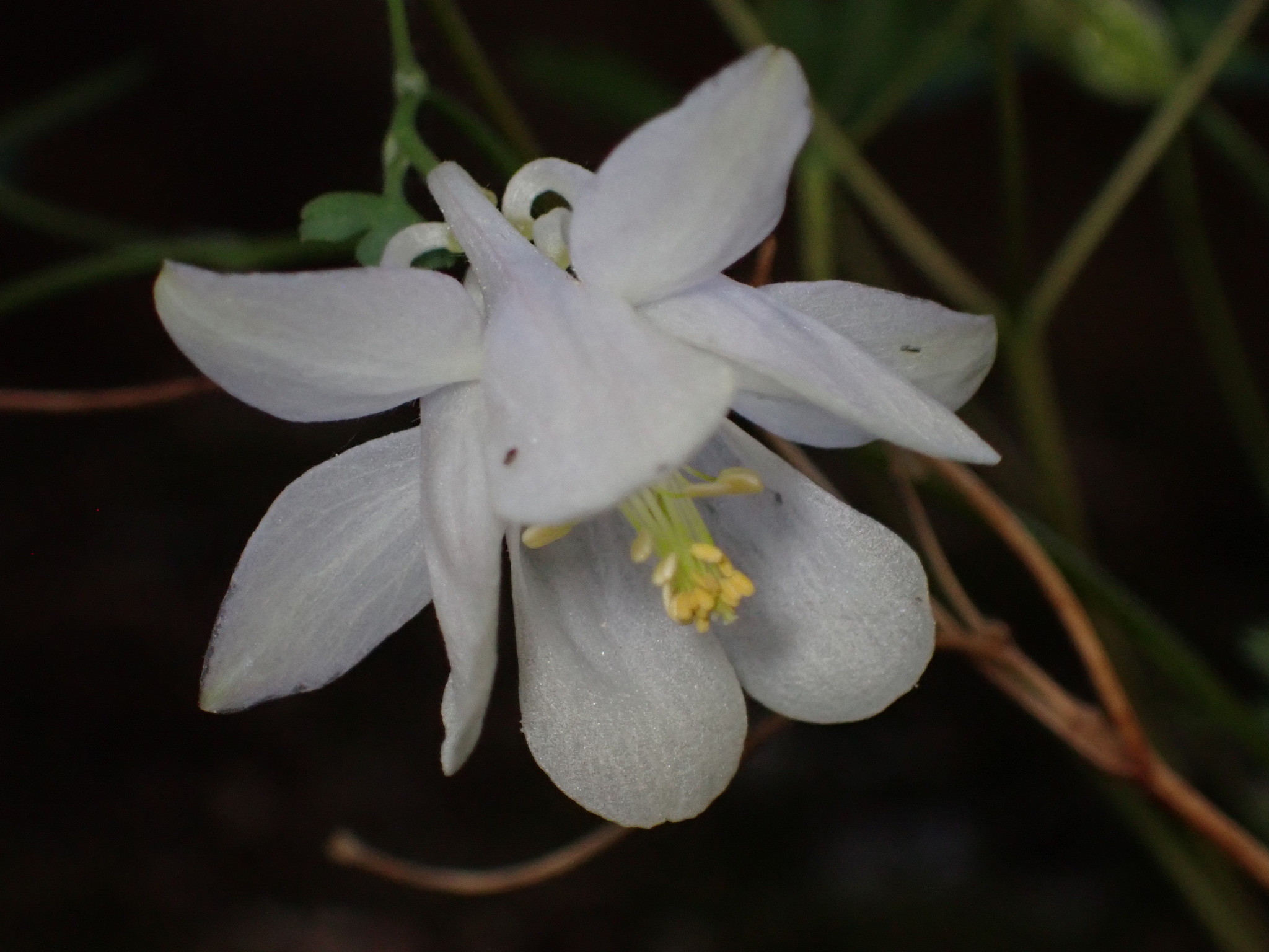Aquilegia laramiensis