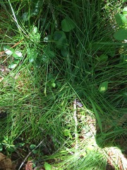 Carex leptalea harperi