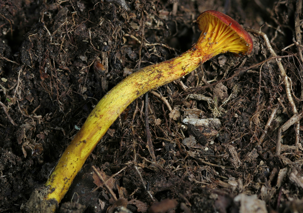 Erythrophylloporus sp. 'TN01'