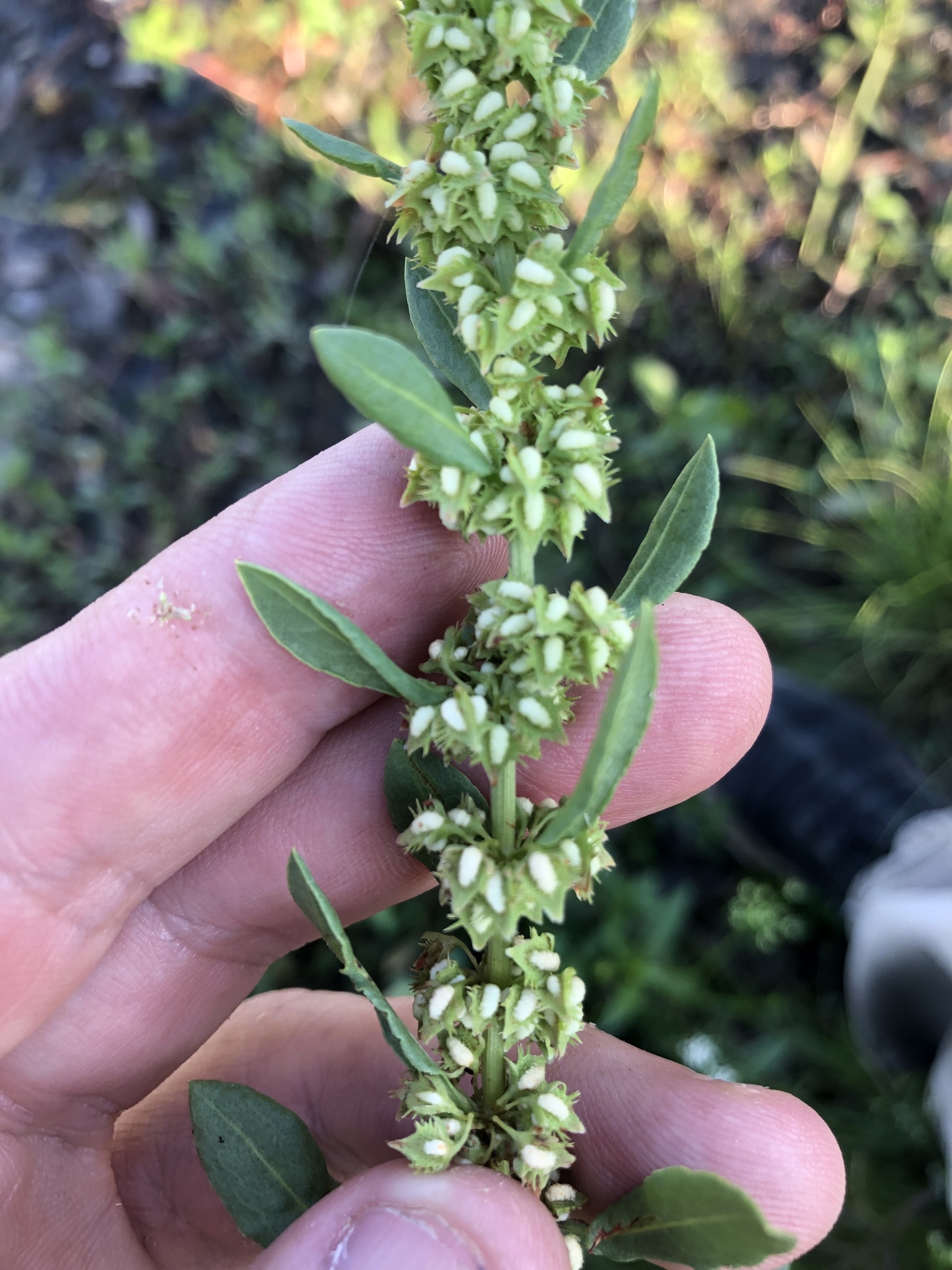 Rumex obovatus