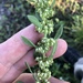 Rumex obovatus - Photo (c) Howard Horne, algunos derechos reservados (CC BY-NC), subido por Howard Horne