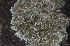 Xanthoparmelia stenophylla