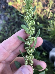 Rumex obovatus