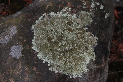 Xanthoparmelia stenophylla