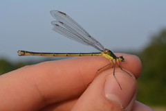 Lestes inaequalis